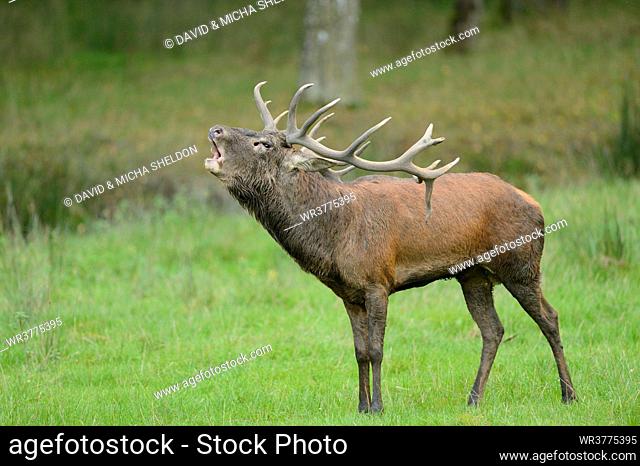 Red deer (Cervus elaphus) male roaring at the edge of the woods