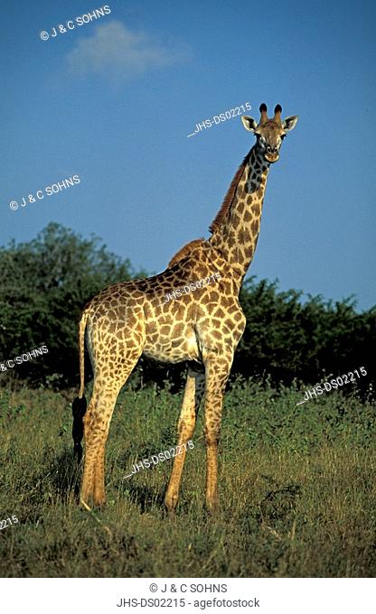 Cape Giraffe, Giraffa c  giraffa, Kwazulu Natal, South Africa, Africa, adult