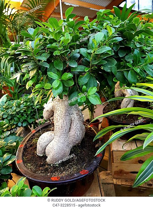 Ficus Ginseng Bonsai Tree (Ficus retusa) in a Garden Center. Ginseng ficus bonsai trees are very hardy and easy to take care of