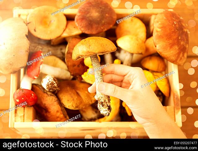 hand holding boletus over box of edible mushrooms