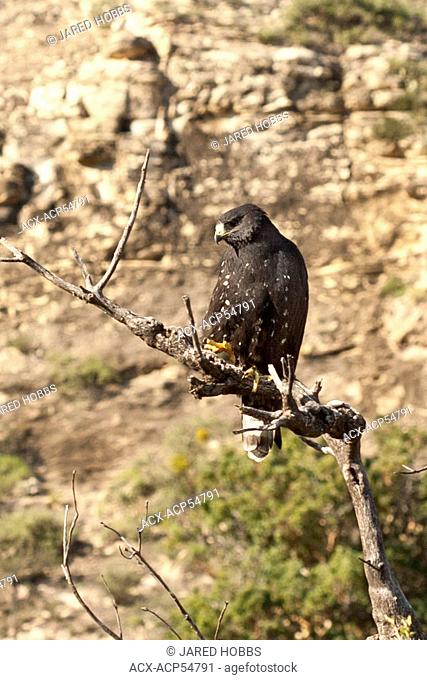 Common Black Hawk, Buteogallus anthracinus, Guadalupe Mountains, New Mexico, Sitting Bull Falls, USA