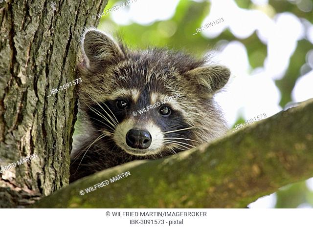 Raccoon (Procyon lotor), North Hesse, Hesse, Germany