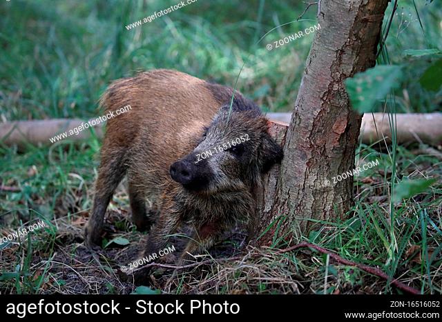 Wild Boar (Sus scrofa) Western Pomerania Lagoon Area National Park Germany