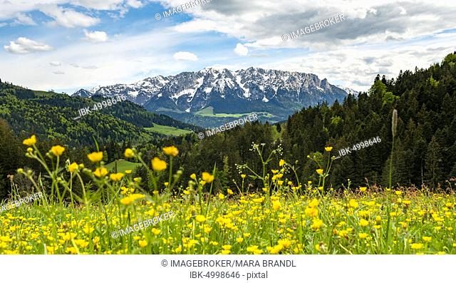 Yellow flower meadow in front of mountain panorama with mountain range Zahmer Kaiser, Buttercup (Ranunculus), Erl, Austria, Europe