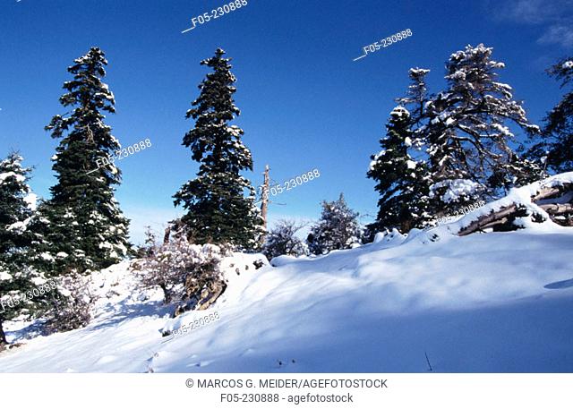 Abies pinsapo in winter. Sierra de las Nieves Natural Park. Malaga province. Andalusia. Spain