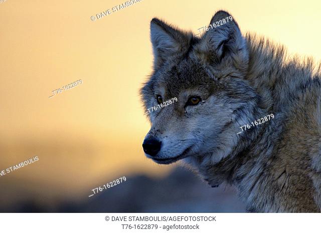 wild wolf canis lupis in the Altai Region of Bayan-Ölgii in Western Mongolia