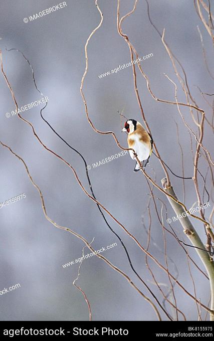 European goldfinch (Carduelis carduelis) sitting on a branch, Kleine Fatra, Carpathian Mountains, Horna Suca, Slovakia, Europe