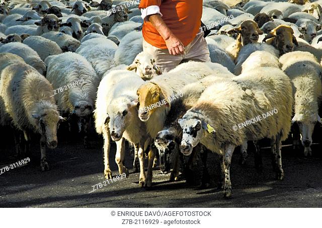 Flock of sheep in Alcala street of Madrid city