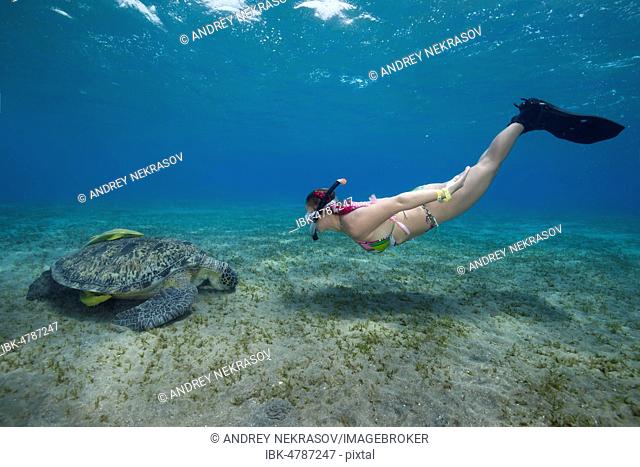 Woman with mask and fins snorkling with Green Sea Turtle (Chelonia mydas), Red Sea, Abu Dabab, Marsa Alam, Egypt