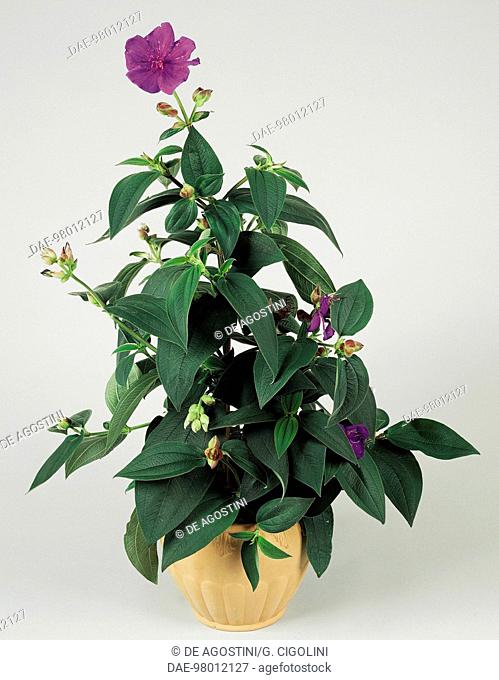 Purple glory tree or Princess flower (Tibouchina urvilleana), Melastomataceae