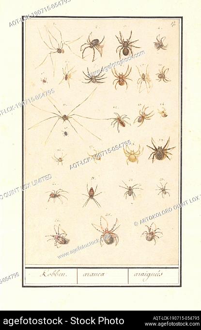 Leaf with spiders, Kobben. / aranea / araignées (title on object), Sheet with twenty-six different spiders, numbered 1-26. Numbered top right: 17