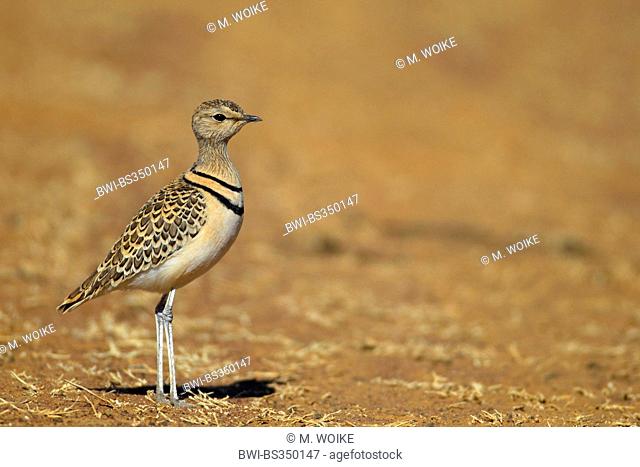 two-banded courser (Rhinoptilus africanus), standing on the ground, South Africa, Barberspan Bird Sanctury
