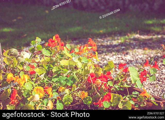 Colorful flowers in a garden in the summertime