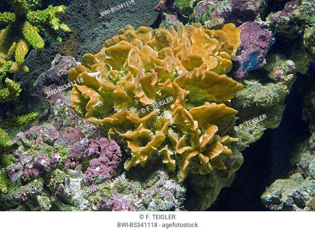 Cactus Coral (Pavona cactus), high angle view