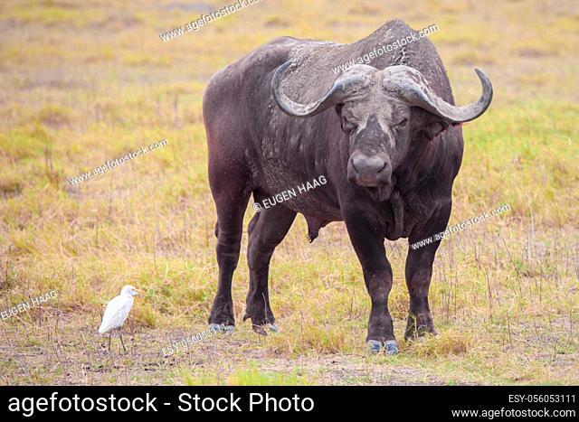 Buffalo and a white bird, on safari in Kenya