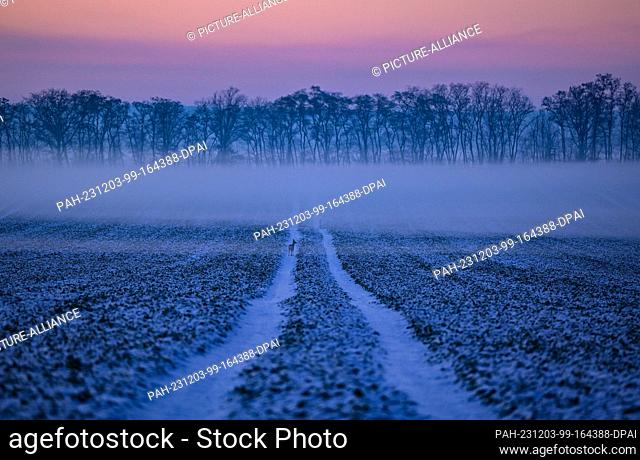 01 December 2023, Brandenburg, Lietzen: The evening sky lights up at sunset over a field where there is also a deer. The cold of minus ten degrees Celsius...