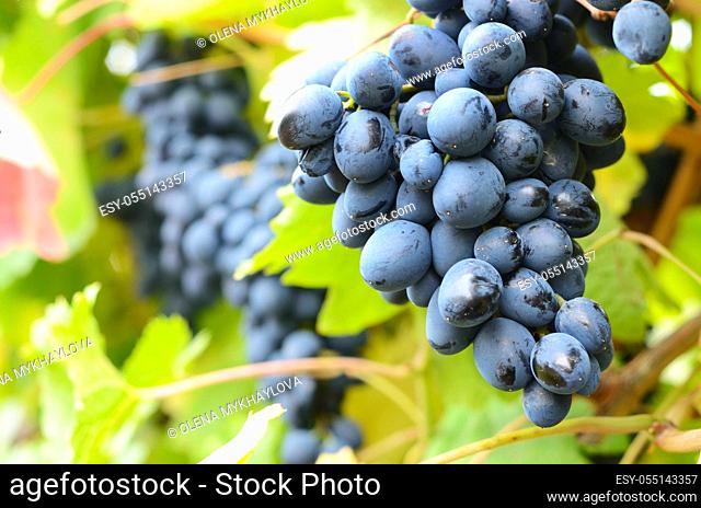 Bunche of blue grapes on vine at sunset time