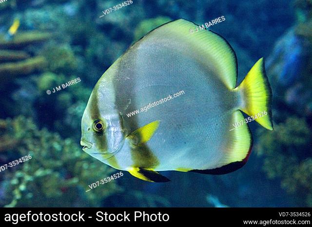 Orbicular batfish (Platax orbicularis) is a marine fish native to tropical Indo-Pacific Ocean