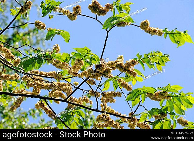 Branch of the field elm Ulmus minor, also known as Ruester, Rusten, Effe or Iper, with the buccal flight apparatuses of the seed-nuesses