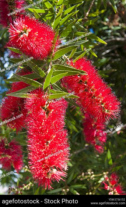 Red bottlebrush or callistemon (Callistemon citrinus or Melaleuca citrina, an Australian native) in flower, Melbourne