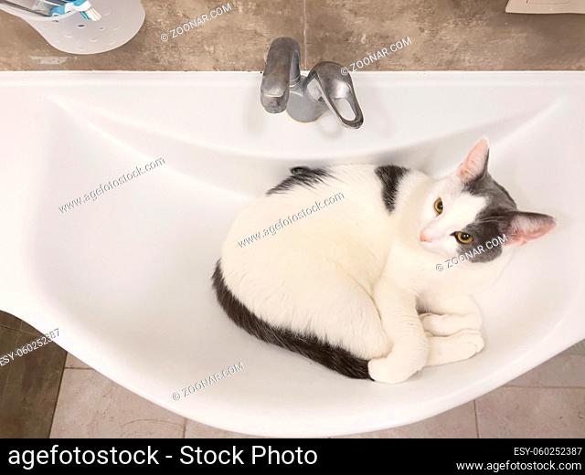 Funny white domestic cat in bathtub sink