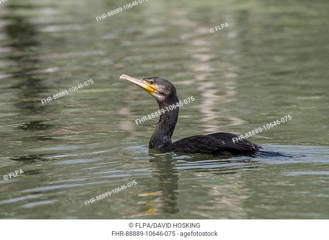 Non breeding adult Great Cormorant