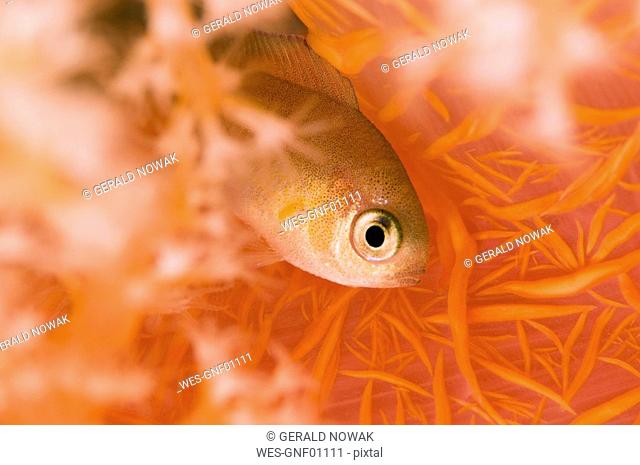 Egypt, Red Sea, Damsel Fish Pomacentridae close-up