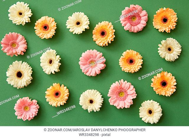 pattern from colorful gerbera on a green background. Minimal spring concept. Flat lay