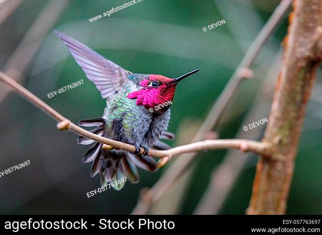Male Annas Hummingbird (Calypte anna) on a perch