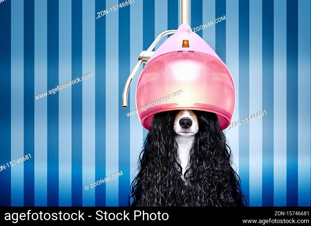 jack russell dog at the hairdressers with long curly hair wig , in beauty salon