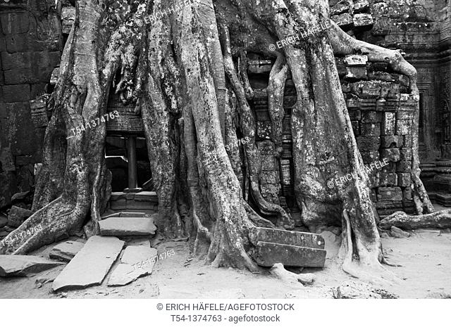 Roots overgrow Ta Prohm temple in Angkor