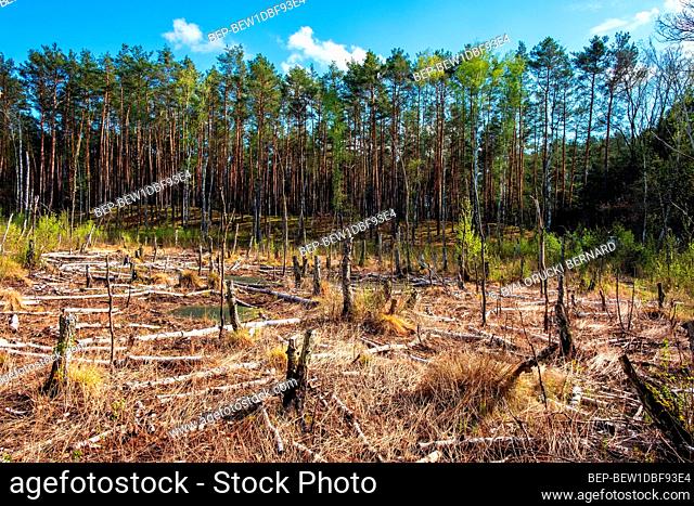 Panoramic view of wood windfall field with broken and fallen trees at Dlugie Bagno wetland plateau within mixed forest near Palmiry town in central Mazovia...