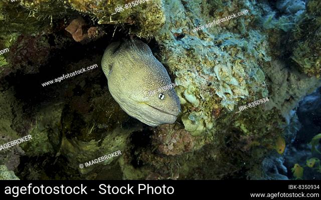 Close-up portrait of Moray peeks out of its hiding place. Yellow-mouthed Moray Eel (Gymnothorax nudivomer) Red Sea, Egypt, Africa