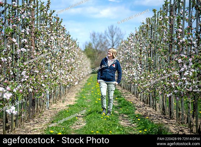 26 April 2022, Lower Saxony, Hollern-Twielenfleth: Carina Meyer walks across her apple orchard in the Alte Land. The apple trees on the Lower Elbe are starting...