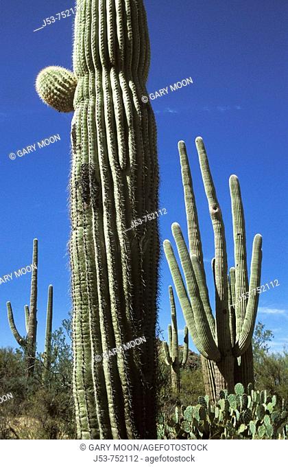 Saguaro cacti, Saguaro National Park, Tuscon Mountain District west unit, Tucson Arizona USA
