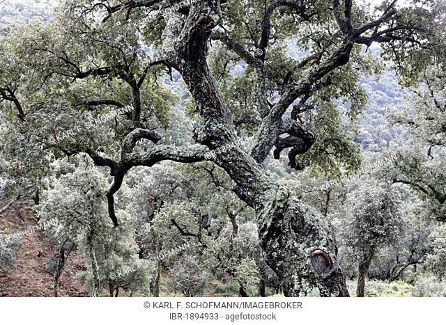 Wood of cork oaks (Quercus suber), Massif des Maures mountain range, Provence-Alpes-Côte d'Azur region, France, Europe