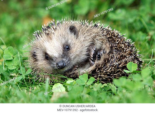Hedgehog - young animal uncurling on garden lawn (Erinaceus europaeus)