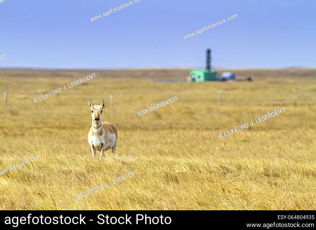 A pronghorn antelope (Antilocapra americana) near a natural gas well site on the Canadian prairies