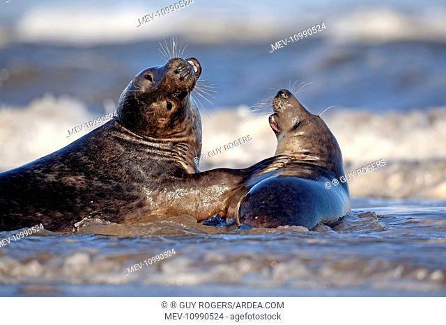 Grey Seals showing affection while playing in the surf December Donna Nook Lincolnshire England