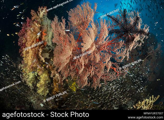 Sea Fan in Coral Reef, Melithaea sp., Misool, Raja Ampat, Indonesia