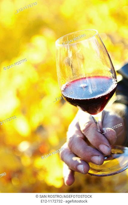 France, Vaucluse, Cairanne, winegrower Marcel Richaud, wine tasting in vineyards of his 'côte du rhone village'