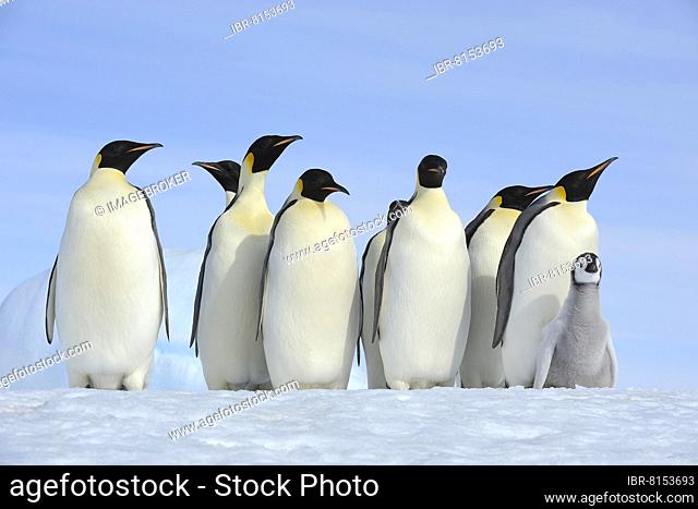 Emperor penguins (Aptenodytes forsteri), Group of Adults with Chick, Snow Hill Island, Antarctic Peninsula, Antarctica