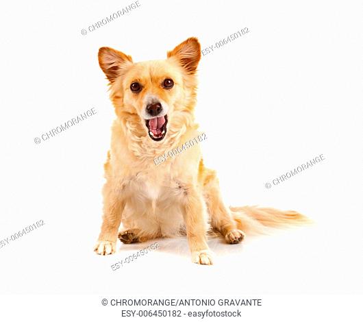 Spitz dog on white background