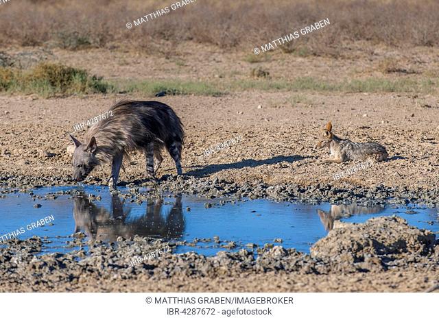 Brown hyena (Hyaena brunnea) or brown hyena and black-backed jackal (Canis mesomelas) at waterhole, Kgalagadi Transfrontier Park, Northern Cape Province