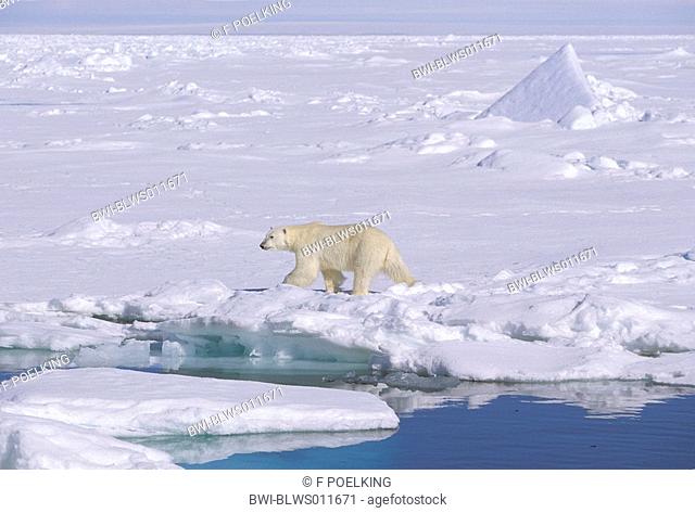 polar bear Ursus maritimus, walking over snow tract, Norway, Spitsbergen