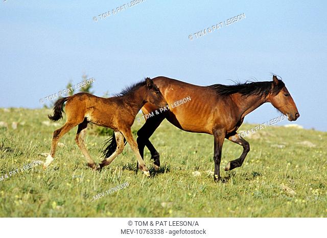 Mustang Wild Horse - Mare with young colt in field of wildflowers, Summer (Equus caballus)
