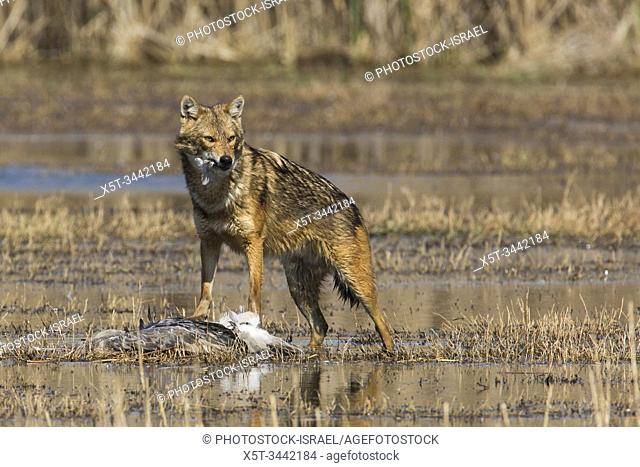 Golden Jackal (Canis aureus), eats a common Crane (Grus grus). Photographed in the Hula Valley Israel