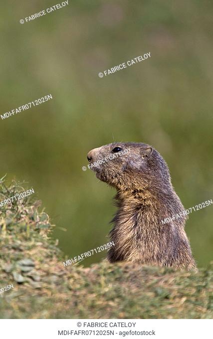 Nature - Fauna - Marmot - Marmot watching out in the natural regional park of Queyras