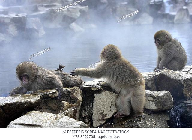 Snow monkeys in Jigokudani Park, Yudanaka, Nagano, Japan, Asia