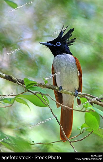 Asian Paradise-flycatcher (Terpsiphone paradisi ceylonensis) sub-adult male, perched on twig, Sri Lanka, Asia